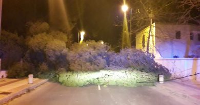La caída de un pino por el viento corta la avenida Barcelona de Benicàssim La caída de un pino por el viento corta la avenida Barcelona de Benicàssim